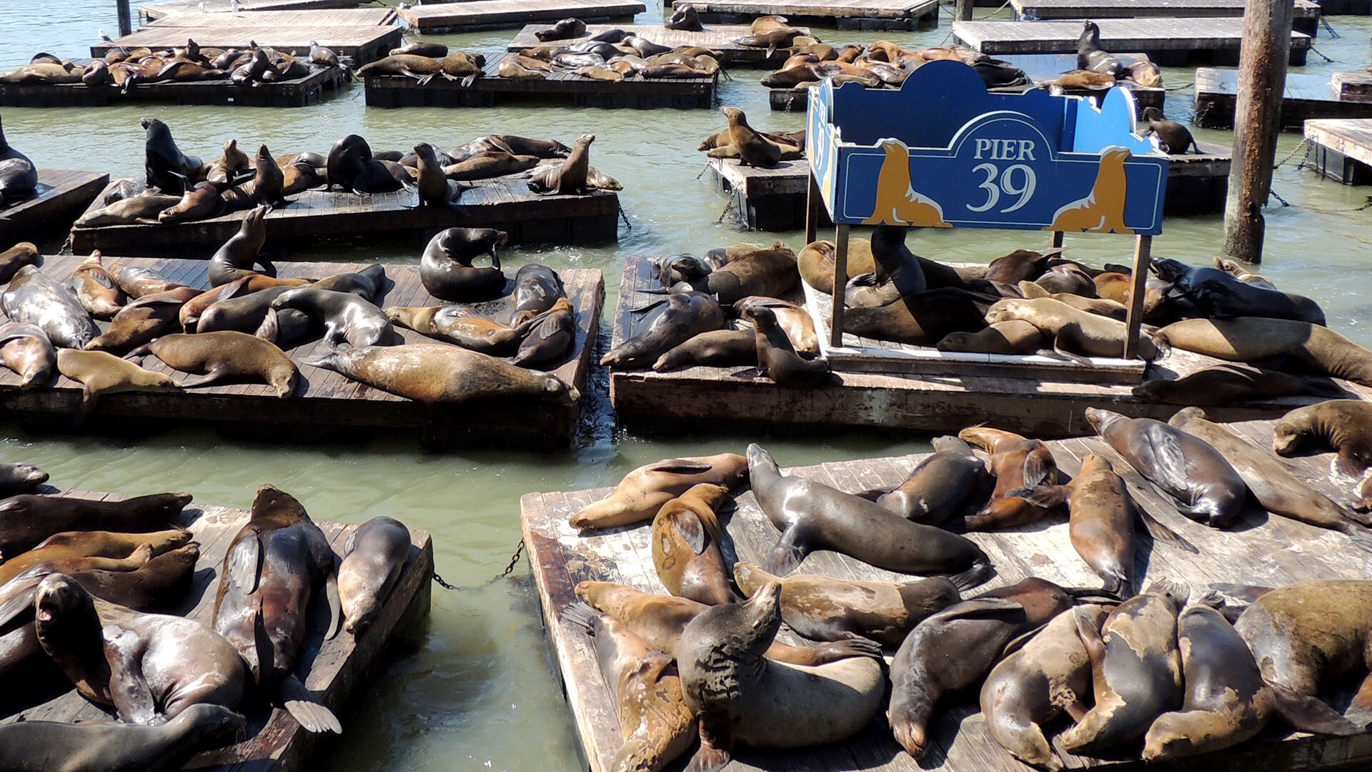 San Francisco - Fisherman's Wharf; Pier 39, Sea Lions (2), San Francisco  and its Environs